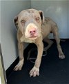 adoptable Dog in bakersfield, CA named A151124
