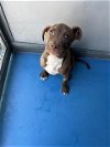 adoptable Dog in bakersfield, CA named A151131