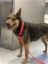 adoptable Dog in bakersfield, CA named A151134