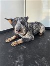 adoptable Dog in bakersfield, CA named A151049