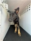 adoptable Dog in bakersfield, CA named A151113