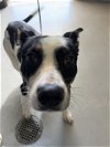 adoptable Dog in bakersfield, CA named A151165