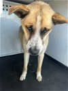 adoptable Dog in bakersfield, CA named A151184