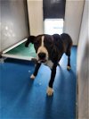 adoptable Dog in bakersfield, CA named A151195