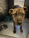 adoptable Dog in  named A151208