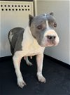 adoptable Dog in bakersfield, CA named A151210