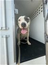 adoptable Dog in bakersfield, CA named A151269