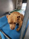 adoptable Dog in bakersfield, CA named A151196