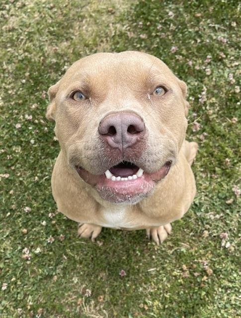 adoptable Dog in Bakersfield, CA named OTIS