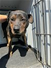 adoptable Dog in bakersfield, CA named A151202
