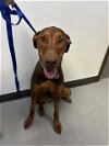 adoptable Dog in bakersfield, CA named A151203