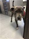 adoptable Dog in bakersfield, CA named A151207