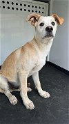 adoptable Dog in bakersfield, CA named A151230
