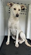 adoptable Dog in bakersfield, CA named A151231
