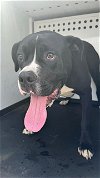 adoptable Dog in bakersfield, CA named A151234