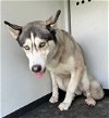 adoptable Dog in bakersfield, CA named A151273