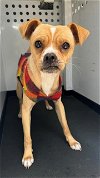 adoptable Dog in bakersfield, CA named A151274