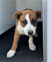 adoptable Dog in bakersfield, CA named A151277