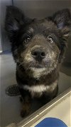 adoptable Dog in bakersfield, CA named A151285