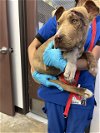 adoptable Dog in bakersfield, CA named A151289