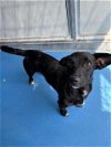 adoptable Dog in bakersfield, CA named A151294