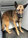 adoptable Dog in bakersfield, CA named A151298