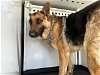 adoptable Dog in bakersfield, CA named A151306