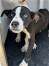 adoptable Dog in bakersfield, CA named A151312