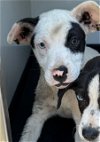 adoptable Dog in bakersfield, CA named A151314