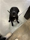 adoptable Dog in bakersfield, CA named A151395