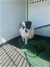 adoptable Dog in bakersfield, CA named A151342
