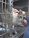 adoptable Cat in bakersfield, CA named A151424