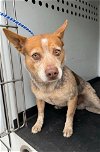 adoptable Dog in  named A150282