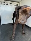 adoptable Dog in bakersfield, CA named A151188