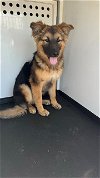 adoptable Dog in bakersfield, CA named A151349