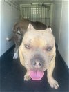 adoptable Dog in bakersfield, CA named A151361