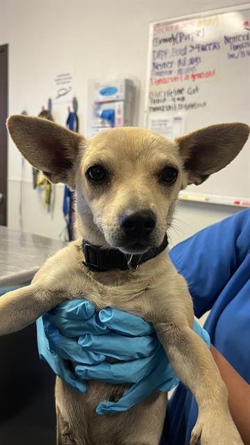 adoptable Dog in Bakersfield, CA named A151389
