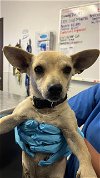 adoptable Dog in bakersfield, CA named A151389