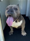adoptable Dog in bakersfield, CA named A151339