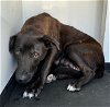 adoptable Dog in bakersfield, CA named A151371