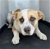 adoptable Dog in bakersfield, CA named A151372