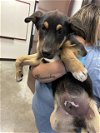 adoptable Dog in bakersfield, CA named A151379