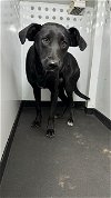 adoptable Dog in bakersfield, CA named A151396