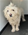 adoptable Dog in bakersfield, CA named A151404
