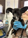 adoptable Dog in bakersfield, CA named A151406