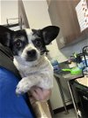 adoptable Dog in bakersfield, CA named A151409