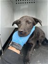 adoptable Dog in bakersfield, CA named A151428