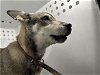adoptable Dog in bakersfield, CA named A151451