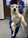 adoptable Dog in bakersfield, CA named A151477