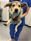 adoptable Dog in bakersfield, CA named A151478